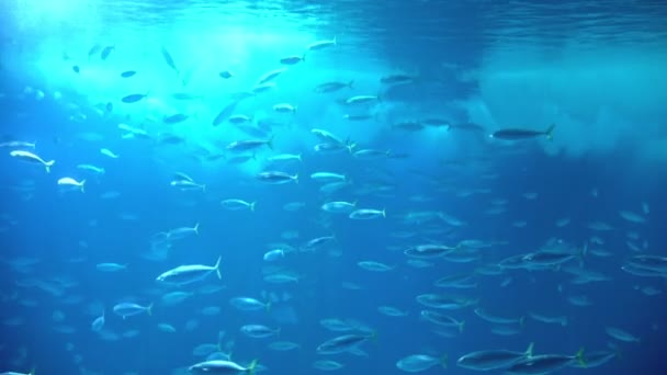 Flockar Små Silverfiskar Simmar Akvarium Mittskott — Stockvideo