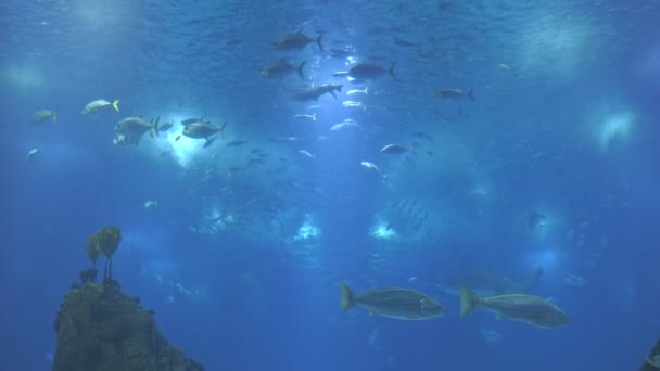 Grands Bancs Poissons Nagent Dans Immense Aquarium Coup — Video