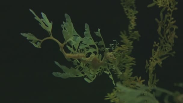 Green Leafy Sea Dragon Float Aquarium Mid Shot — Stock Video