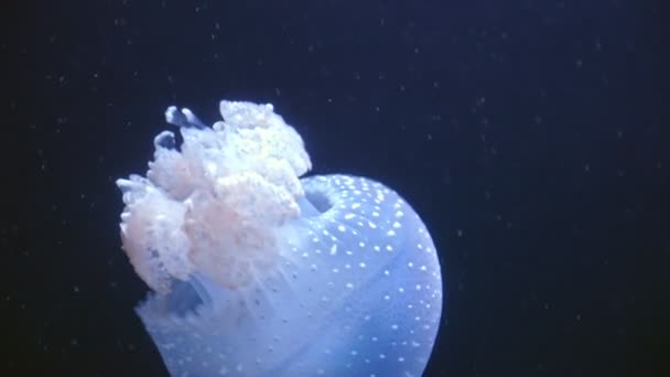 Small Blue Speckled Jellyfish Floating Sea Water Mid Shot — Stok video