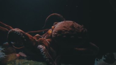 Red large octopus swims in dark water. Mid shot