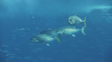 A flock of silvery fish swims in a blue aquarium. Mid shot