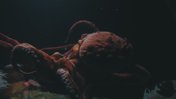 Red Large Octopus Swims Dark Water Mid Shot — Stok video