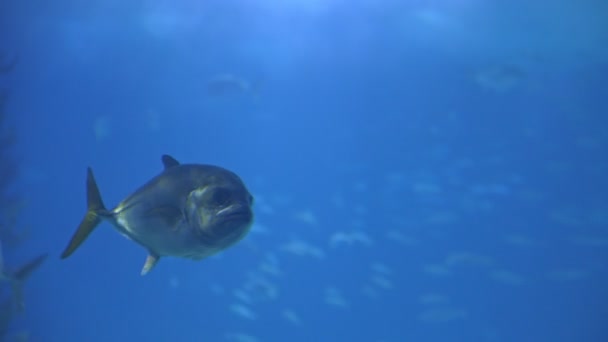 Zilveren Caranx Vissen Zwemmen Een Blauw Aquarium Dicht Bij Het — Stockvideo