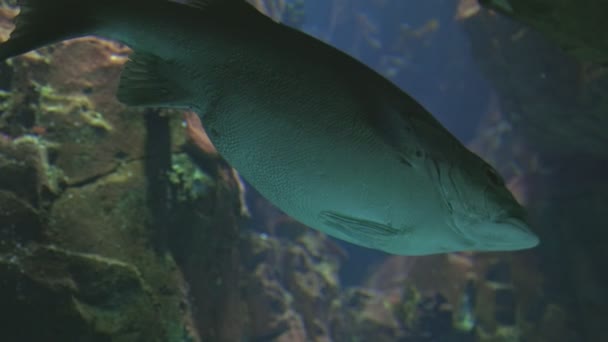 Grote Langzame Vissen Achter Het Glas Van Het Aquarium Tussenschot — Stockvideo