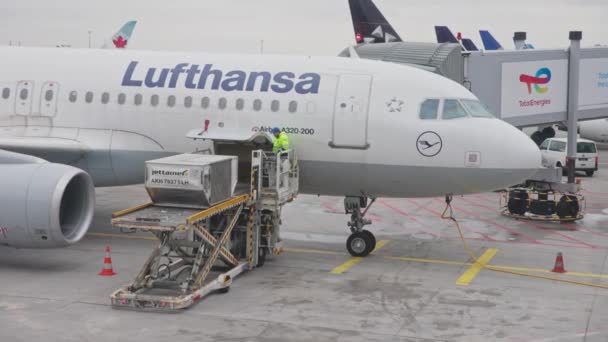 2023 Франкфурт Німеччина Літак Lufthansa Полі Завантажує Багажну Коробку Всередину — стокове відео