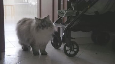 Fluffy blue-eyed cat walks around the apartment and a baby passing by. Mid shot