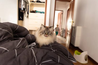 Fluffy blue-eyed cat sits on the bed. Mid shot