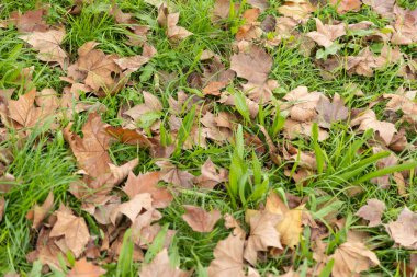 Autumn orange fallen leaves on green grass. Mid shot
