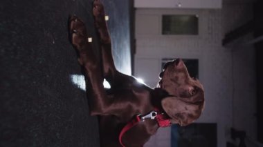 Brown german shorthaired dog with red collar in the room. Vertical shot