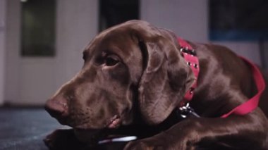 Brown german shorthaired dog chewing a treat. Mid shot