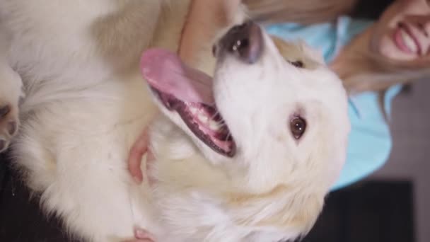 Petting Cute White Retriever Dog Indoors Vertical Shot — стоковое видео
