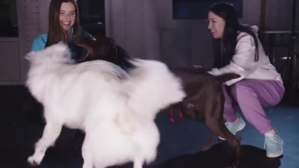 German Shorthaired Dog Golden Retriever Playing Together Women Owners Holding — Stock videók