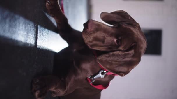 Brown German Shorthaired Dog Room Vertical Shot — Vídeos de Stock