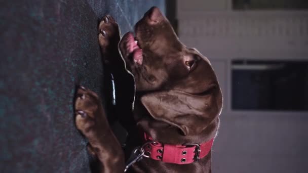 Kauender Brauner Deutscher Kurzhaarhund Mit Rotem Halsband Vertikaler Schuss — Stockvideo