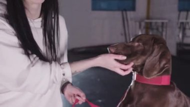 Cute brown german shorthaired dog having a treat from a hand of young woman. Mid shot