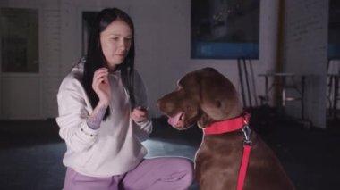 Big brown german shorthaired dog gives its paw to its owner and gets a treat. Mid shot
