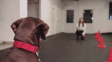 Training a brown german shorthaired dog to run forwards on a command. Mid shot