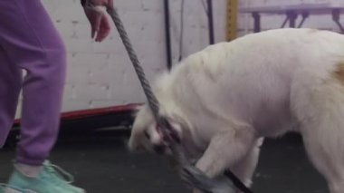 Training a gripe bite of golden retriever using a thick rope. Mid shot