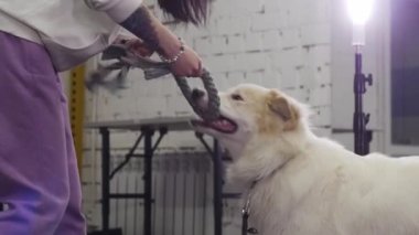 A woman training a gripe bite of golden retriever using a thick rope. Mid shot