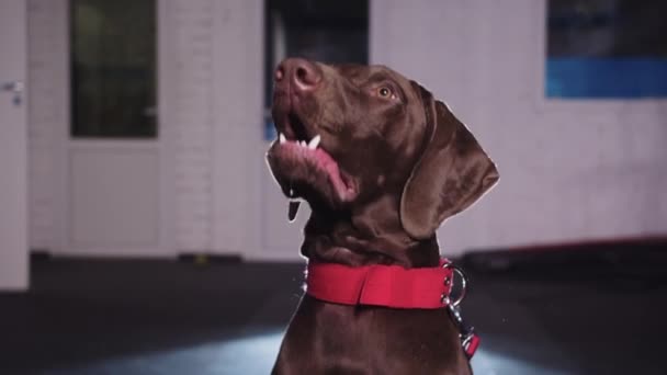 Cute Brown German Shorthaired Dog Waiting Treat Mid Shot — Stockvideo