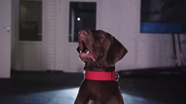 Cute Brown German Shorthaired Dog Barks Command Mid Shot — Stockvideo