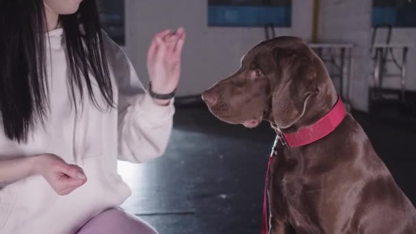 Egy Edzi Barna Német Gyorshajtású Kutyáját Középső Felvétel — Stock videók