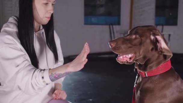 German Kurzhaar Gives High Five Its Paw Its Owner Gets — Stockvideo