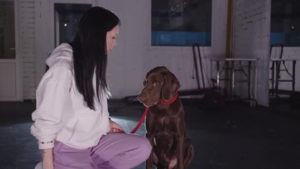 Big Brown German Shorthaired Dog Barks Command His Female Owner — Stock videók