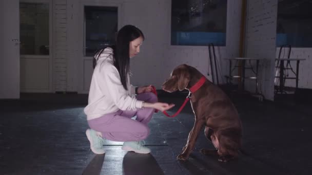 German Kurzhaar Dog Gives Its Paw Its Owner Gets Treat — Vídeo de stock