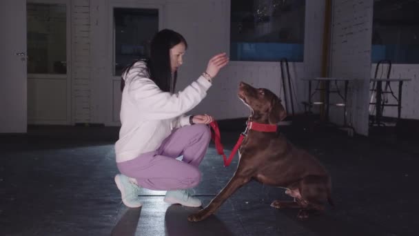 Young Woman Training Brown German Shorthaired Dog Room Mid Shot — Stockvideo