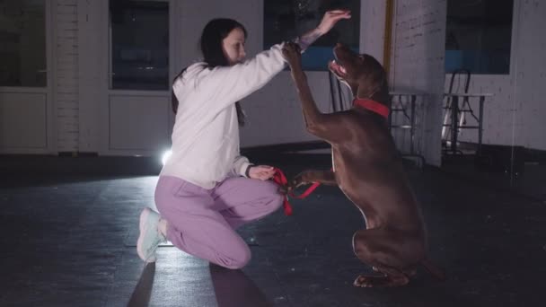 Smiling Young Woman Training Brown German Shorthaired Dog Room Mid — Stockvideo