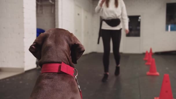 Young Woman Train Brown German Shorthaired Dog Walks Away Mid — Stockvideo
