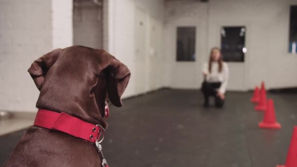 Training Brown German Shorthaired Dog Run Forwards Command Mid Shot — Stockvideo