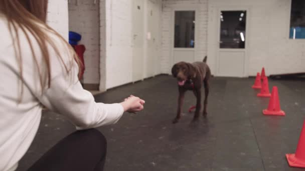 Training Brown German Shorthaired Dog Giving Treat Mid Shot — Stock Video