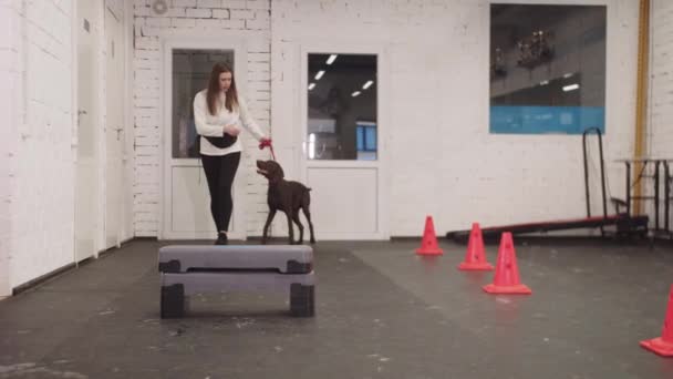 Training Brown German Shorthaired Dog Jump Barrier Mid Shot — Stockvideo