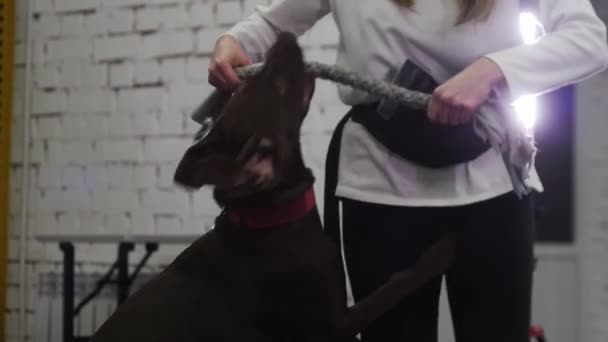 German Hunting Dog Training Dog Bites Rope Strong Grip Pulls — Vídeo de stock