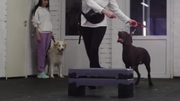 Two Women Training Dogs Indoors Training Area Mid Shot — Stockvideo