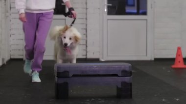Training a golden retriever to jump over the barrier in the indoor training area. Mid shot