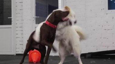 Brown and white trained dogs playing together in the indoors training area. Mid shot