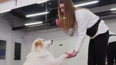 A woman commands to trained golden retriever to give her a paw and rewards the dog a treat. Mid shot