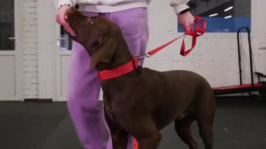 A brown German hunting dog bypasses obstacles on the training area and gets a treat. Mid shot