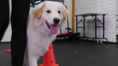 A golden retriever dog bypasses obstacles on the training area. Mid shot