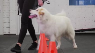 Trained golden retriever dog bypasses obstacles on the training area. Mid shot