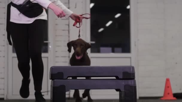 ブラウンドイツのハンター犬は 所有者が綱の上にそれを保持して障害物の上にステップ ミッドショット — ストック動画