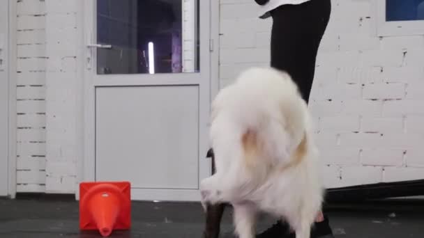 Braune Und Weiße Ausgebildete Hunde Spielen Auf Dem Überdachten Trainingsgelände — Stockvideo