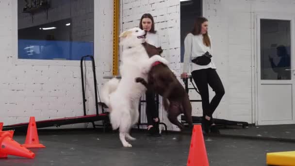 Коричневі Білі Собаки Бавляться Приміщенні Тренувань Власниця Стоїть Поруч Дивляться — стокове відео