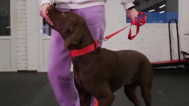 Коричневий Німецький Мисливський Собака Обминає Перешкоди Тренувальній Ділянці Отримує Задоволення — стокове відео
