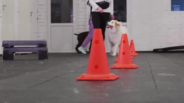 Навчання Собак Золотий Ретривер Коричневий Німецький Мисливський Собака Тренування Обіймають — стокове відео