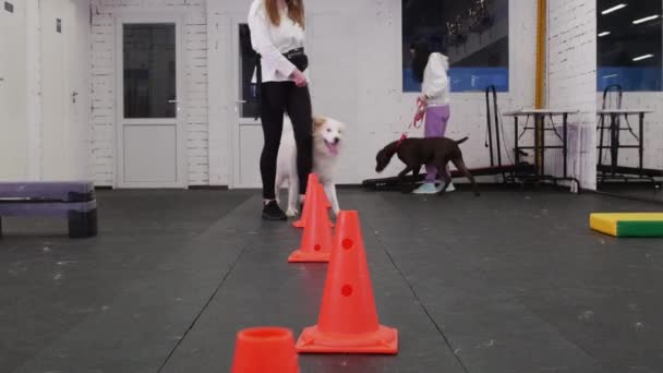 Kapalı Alanda Köpek Eğitimi Alan Golden Retriever Kahverengi Alman Köpeği — Stok video